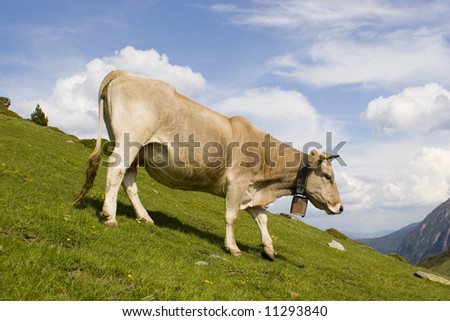 Cow Walking