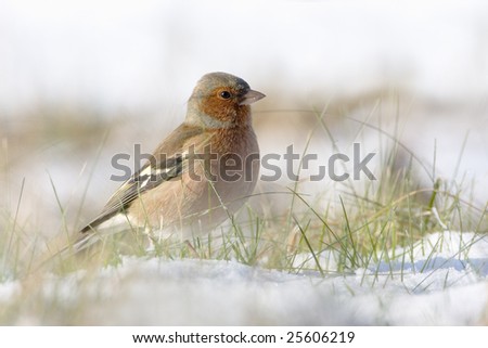 Chaffinch in the snow in a cold winter. You can see every detail of the head.