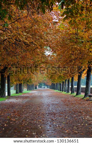 Path lined with trees in Autumn