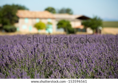 Lavender field with a house in the background
