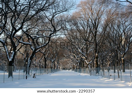 Central Park - Empty tree-lined view of the Mall in Snow