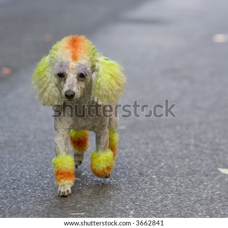 Dog at the New York City Gay Pride Parade