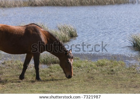 Horse feeding in front of a lake