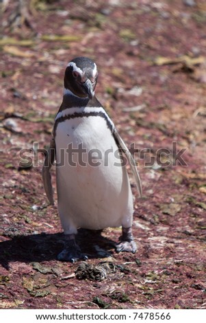 Magellan Penguin on Red Beach