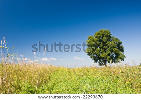 Single tree tree in a field of grass with summer wild flowers