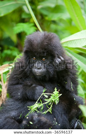 Baby Gorilla Pictures on Mountain Gorilla Mountain Gorilla In Volcano Mountain Gorilla In