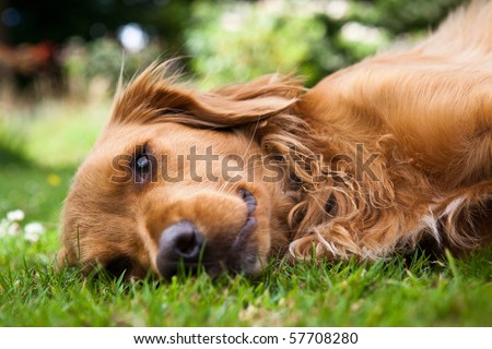Dog lieing on its side looking into the camera
