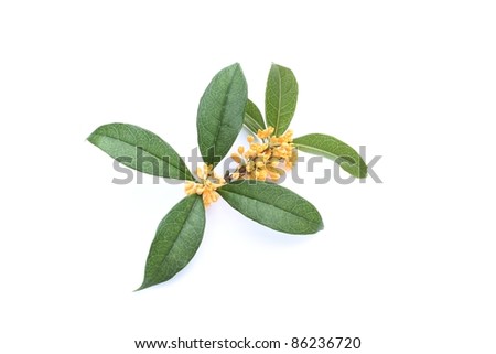 Orange Osmanthus