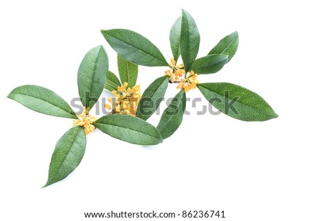 Orange Osmanthus