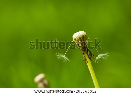 two seeds of dandelion separate to the opposite ways