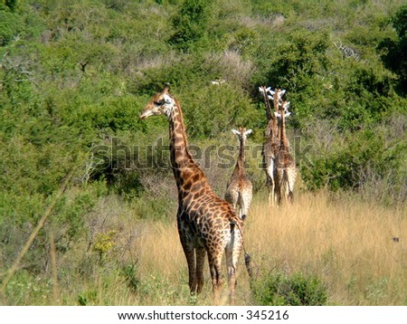 giraffes running away from road