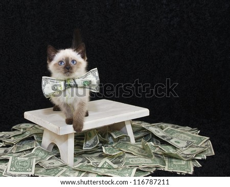 Sweet Kitten wearing a dollar bill bow with money draped around her.