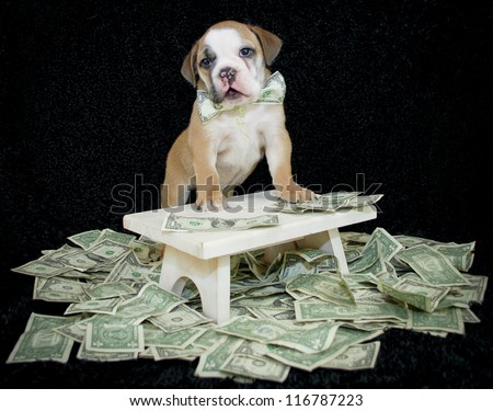 Cute Bulldog puppy wearing a dollar bill bow with money draped around her.