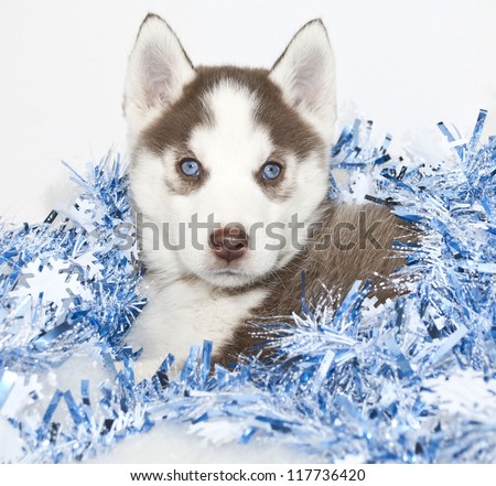 Christmas puppy with blue eyes and blue Christmas decor, on a white background.