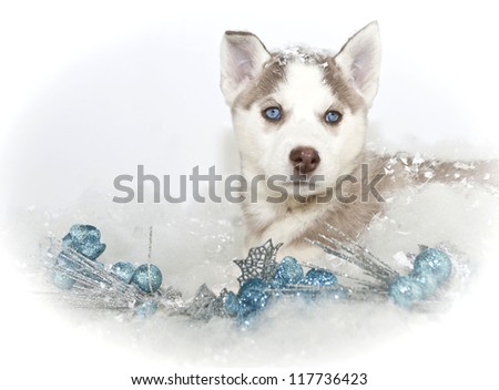 Christmas puppy with blue eyes and blue Christmas decor, on a white background.