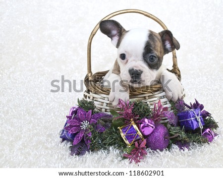 Sweet little French Bulldog in a basket with purple Christmas decor, on a white background.