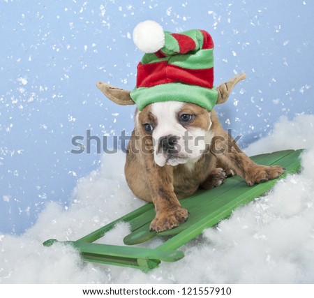 Silly Bulldog puppy with an elf hat on sled riding in the snow.