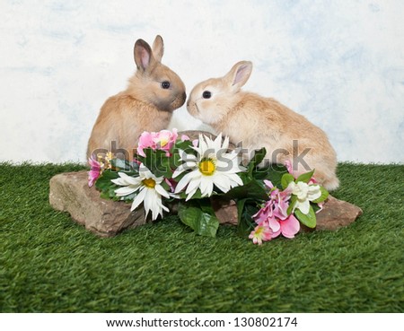 Two baby bunnies friends sitting on a rock looking at one another, with spring flowers around them.