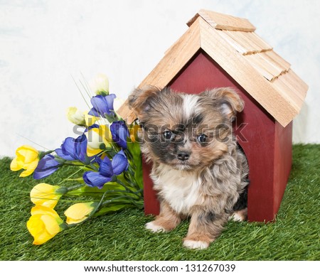 Sweet little puppy stepping out of a dog house with spring flowers around it.