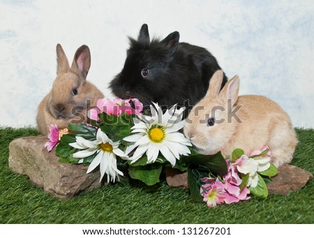 Three cute baby rabbits sitting on rocks with flowers around them.