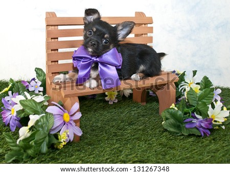 Cute black Puppy sitting on a park bench in the grass with flowers around her.