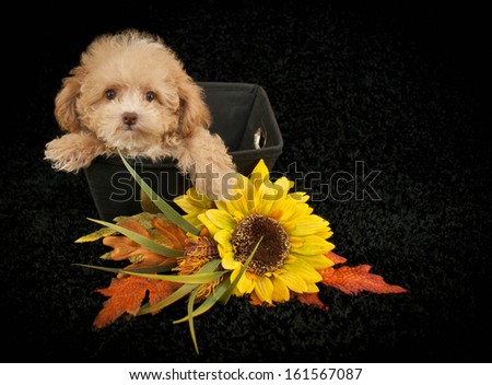 Cute Poodle puppy sitting in a basket with fall flowers around her, on a black background.