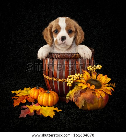 King Cavalier puppy sitting in a basket with fall decor around him.