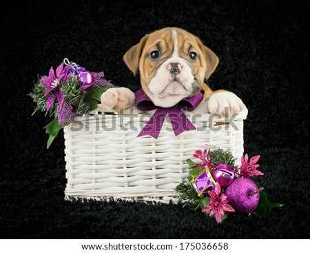 Avery sweet bulldog puppy sitting in a basket with purple Christmas decor around her.