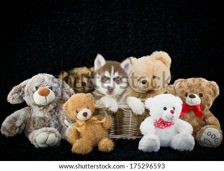 Husky Puppy Sitting in the Middle of Stuffed toys with copy space.