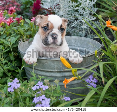A sweet Bulldog puppy sitting in a bath tub in a flower garden.