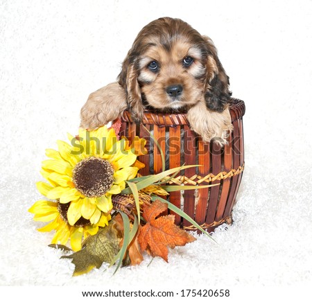 A Very Sweet Cocker Spaniel Puppy Sitting In A Basket With Fall Decor Around Her.