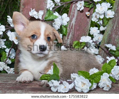 A little Corgi puppy laying on a bench outside with white flowers around her.