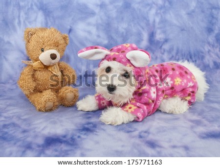 A cute puppy wearing Pajamas laying beside a teddy bear.