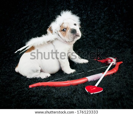 A Little Bulldog puppy wearing angel wings and a halo, sitting with a bow and arrow on a black background.