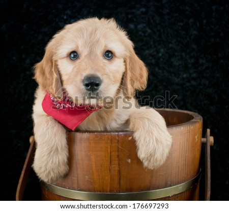 Very sweet Goldendoodle puppy sitting in a bucket on a black background with copy space.