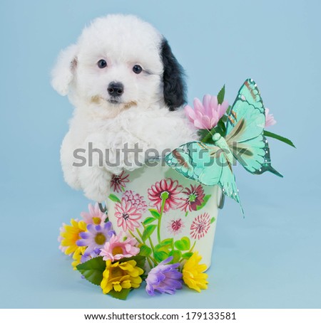 A cute Black and white Poodle puppy sitting in a bucket with a butterfly and spring flowers.