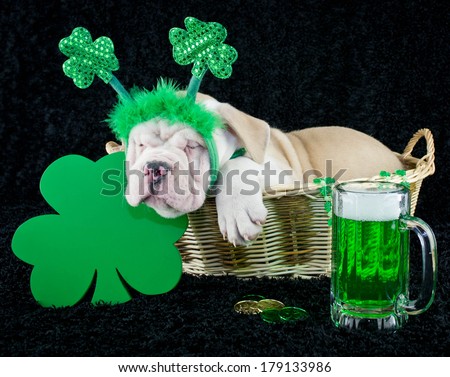 A funny Bulldog puppy that looks like he as had one to many green beer on  St. Patrick\'s Day.