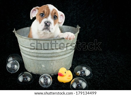 A sweet Bulldog puppy looking sad about getting a bath on a black background.