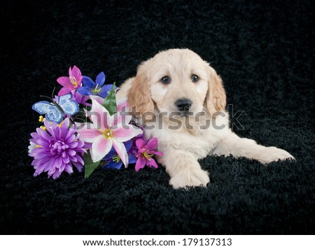 A cute little Goldendoodle puppy laying on a black background, with summer flowers around her.