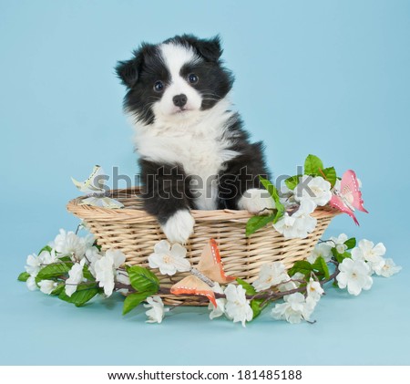 A cute little  australian shepherd puppy sitting in a basket with white flowers and butterflies around her.