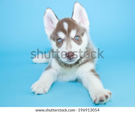 Little Husky puppy with blue eyes on a blue background.