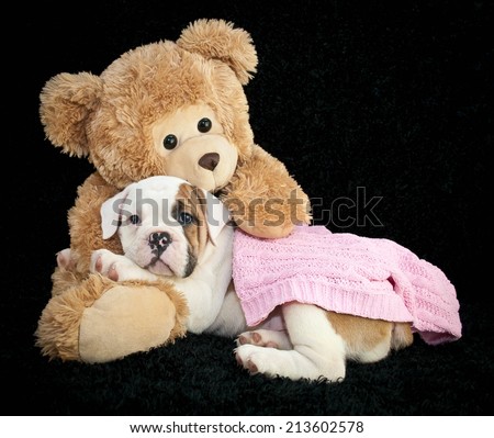 Super cute Bulldog laying in the arms of a great big teddy bear on a black background.
