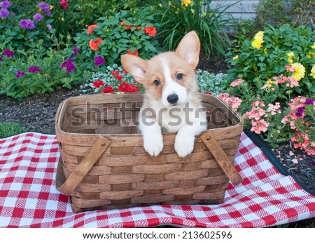 Sweet Corgi puppy sitting in a picnic basket outside with flowers all around her.