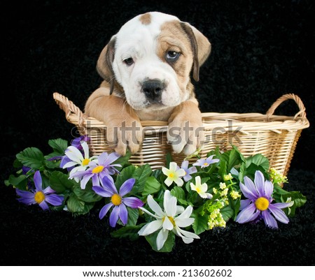 Cute Bulldog puppy sitting in a basket with flowers around her.