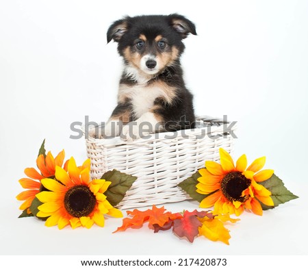 Little Aussie puppy in a basket with yellow sunflowers around her, on a white background.