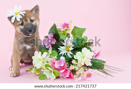 Sweet little Shiba Inu puppy sitting with a flower in her fur and flowers around her, with copy space on a pink background.
