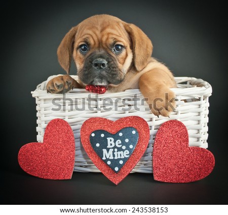 Little Bulldog puppy in a basket with hearts around her on a black background.