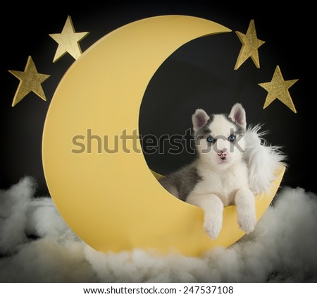 A husky puppy laying in a crescent moon with clouds and stars around him on a black background.