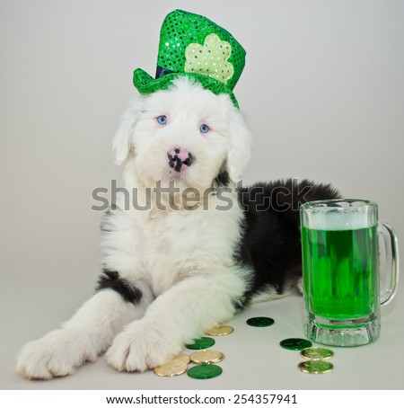 Sheepdog puppy wearing a St Patrick\'s Day hat laying with coins and green beer around him.