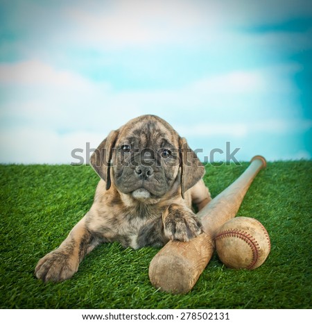 Cute Bulldog puppy laying in the grass with a bat and a baseball, with a blue sky behind him.